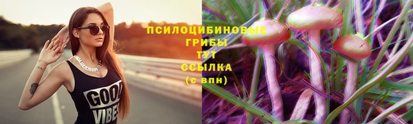 прущие грибы Армянск
